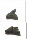 Carcharhiniformes indet.