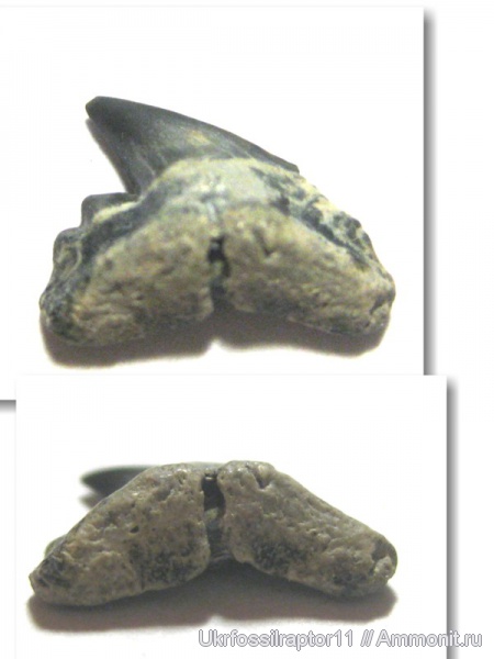 Киев, Carcharhiniformes