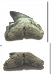 Carcharhiniformes indet. (3)