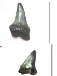 Lamniformes indet. Lamniformes indet.