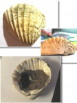 Limnocardium sp.