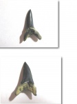 Striatolamia sp.?