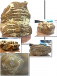 Asaphus sp.
