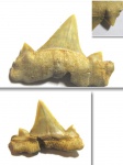 Cretalamna biauriculata
