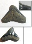 Carcharinus obscurus