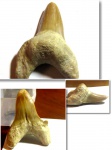 Otodus obliquus(2)