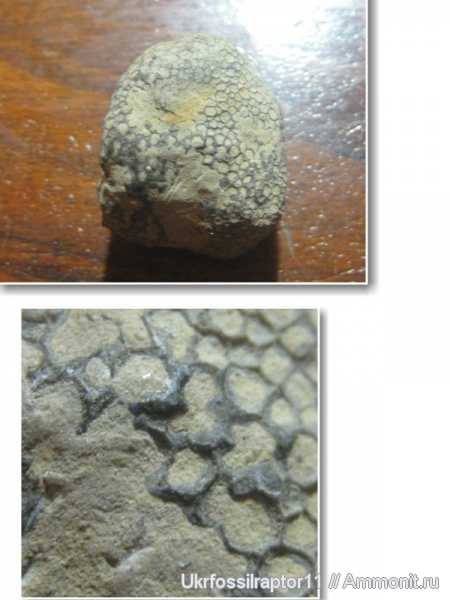Tabulata, Favosites