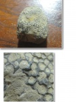 Коралл Favosites sp. Коралл Favosites sp.