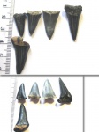 Otodus cf. obliquus
