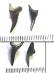 Lamniformes indet.