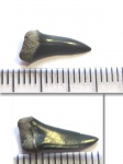 Lamniformes indet.(2)