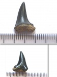 Lamniformes indet.(3)