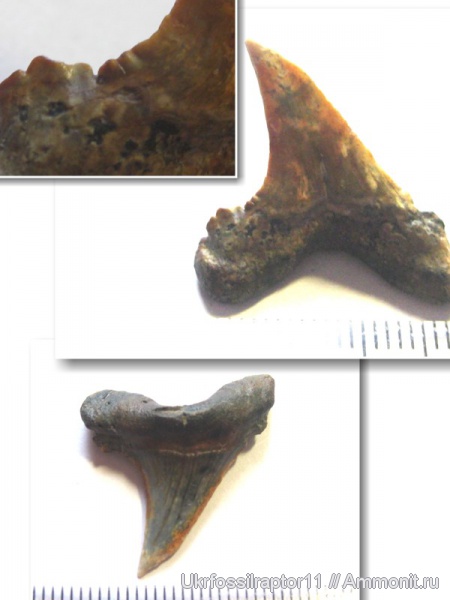 Киев, Carcharocles auriculatus, Otodus auriculatus