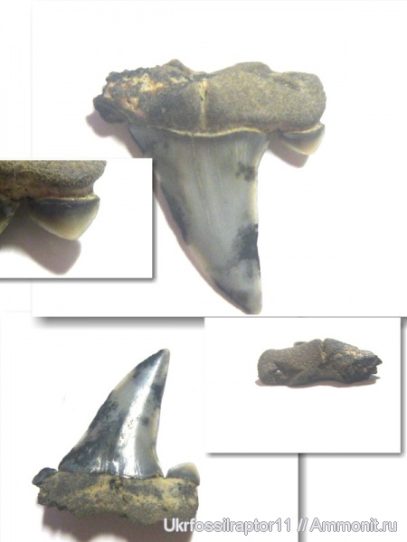 ?, Striatolamia, Киев, Striatolamia macrota