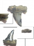 Задний(?) Striatolamia macrota