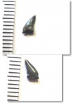 Anacoracidae indet.?