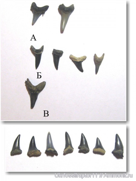 ?, Jaekelotodus, Киев