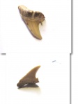 Odontaspididae indet.