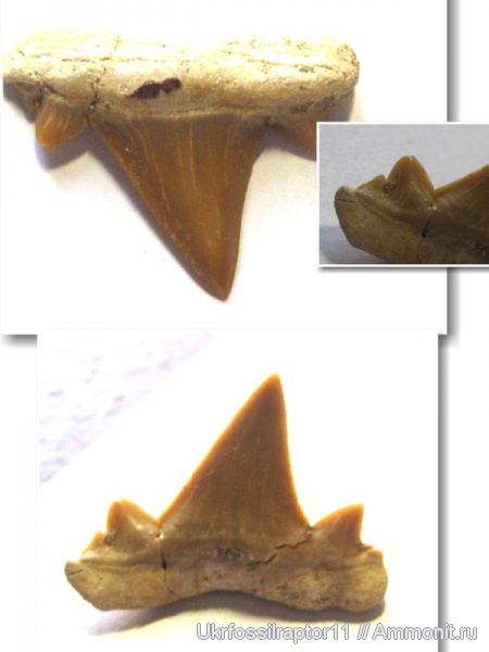 Марокко, Cretalamna, Cretalamna biauriculata