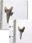 Eostriatolamia subulata Eostriatolamia subulata