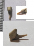 Leptostyrox macrorhiza
