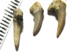 Еще Leptostyrox macrorhiza
