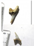 Protolamna sp. Protolamna sp.