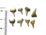 Archaeolamna sp.  - боковые и задние