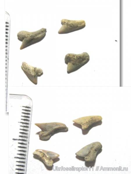 Palaeoanacorax