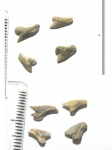 Palaeoanacorax Palaeoanacorax