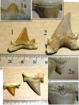 Cretalamna biauriculata vs Otodus obliquus