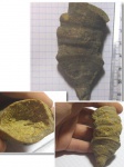 Коралл Gshelia(?)
