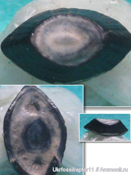 моллюски, Scaphander, Киев, желудочные пластины