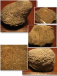 Разнообразие Favosites Разнообразие Favosites