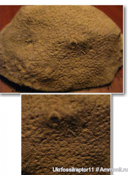 силур, Silurian, Смотрич, Heliolites