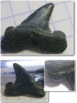 Задний зуб Striatolamia macrota