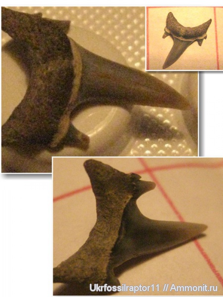 зубы, эоцен, зубы акул, Jaekelotodus, Киев, Jaekelotodus trigonalis, teeth, shark teeth