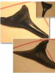Usakias sp.