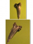 Hypotodus verticalis, передний