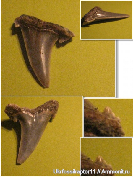 эоцен, ?, Striatolamia, Киев, Hypotodus, Hypotodus verticalis