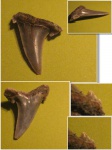 Hypotodus verticalis - боковой