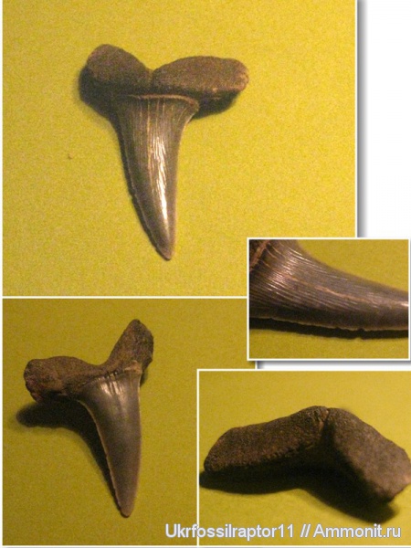эоцен, Striatolamia, Киев