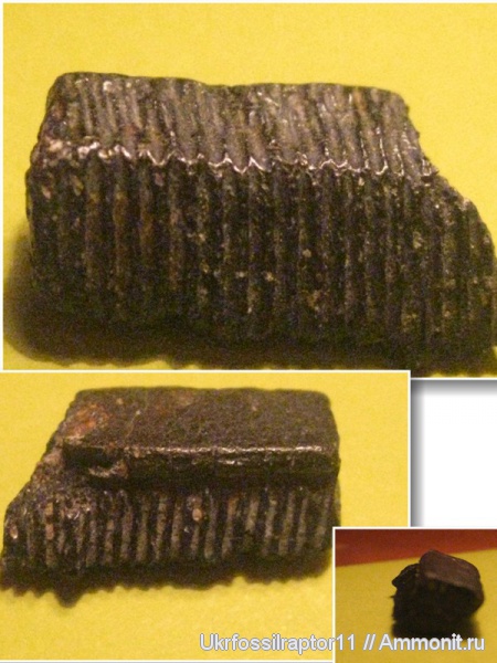 эоцен, скаты, Киев