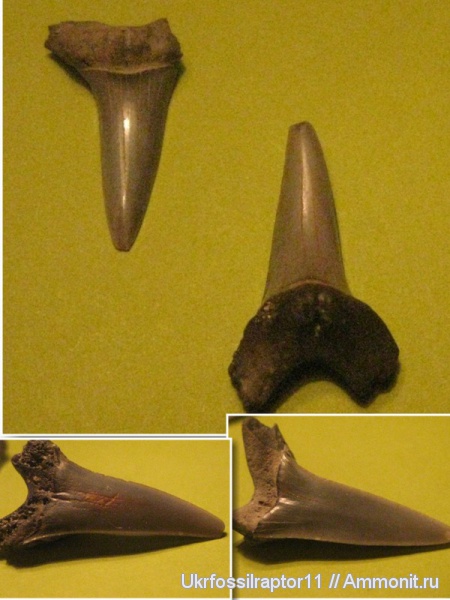 эоцен, Jaekelotodus, Киев, Jaekelotodus trigonalis