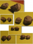 Силурийские  Rhynchonellida