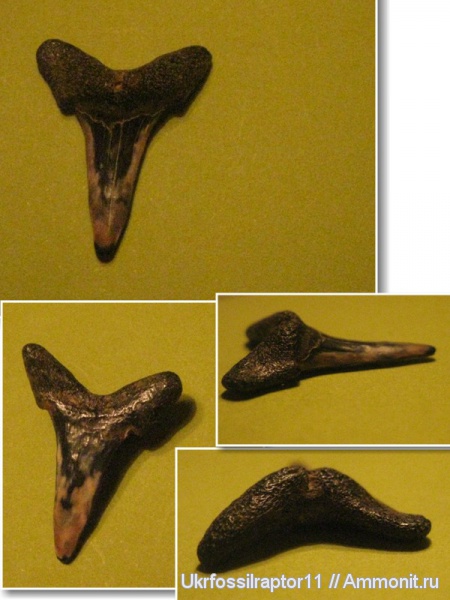 эоцен, ?, Jaekelotodus, Киев