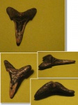 Jaekelotodus?