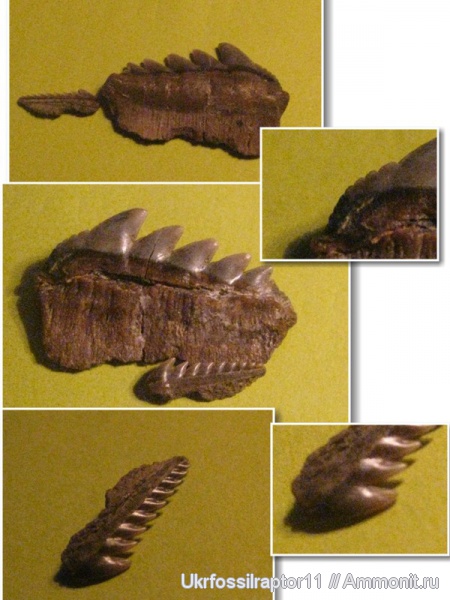 зубы, эоцен, акулы, зубы акул, Elasmobranchii, Notorhynchus, Киев, Hexanchus, Hexanchiformes, Hexanchidae, teeth, shark teeth, sharks