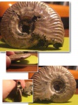 Sublunuloceras lonsdalii