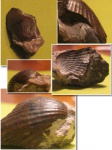Cardium?